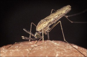 Эпидемия лихорадки денге начинается в Гуанчжоу