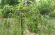 malus_baccata_purpurea_Pend