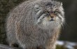 manul