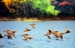 На озере Поянху начали собираться перелетные птицы