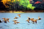 На озере Поянху начали собираться перелетные птицы 