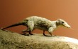 Китайские ученые предложили новую теорию возникновения млекопитающих на Земле