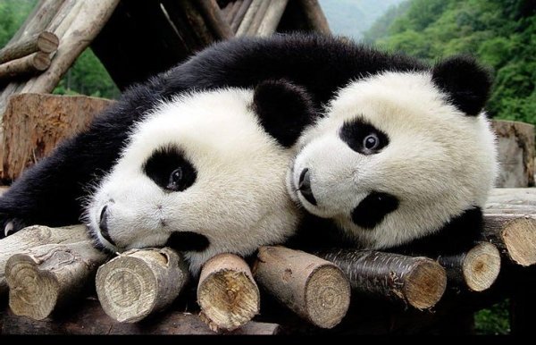 25 интересных фактов о Пандах