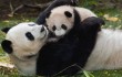 25 интересных фактов о Пандах