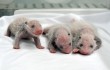 Панды-тройняшки родились в зоопарке Гуанчжоу