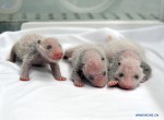 Панды-тройняшки родились в зоопарке Гуанчжоу