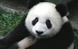 panda_cub_from_wolong_sichuan_china