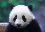 Две китайские панды прибыли в бельгийский зоопарк