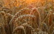 В Китае собран рекордный урожай летних зерновых