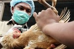 Новая волна птичьего гриппа стала причиной закрытия птичьего рынка в Шанхае