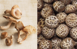 shiitake