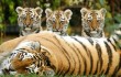 В Китае родилось 4 тигренка уссурийского тигра