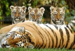 В Китае родилось 4 тигренка уссурийского тигра