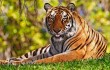 70 тигрят родилось в тигрином заповеднике Хэйлунцзяна