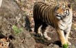 Тигр Путина из-за голода сбежал в Китай