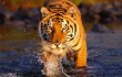 Тигр Кузя остается зимовать в Китае