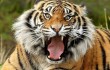 Амурский тигр появился в уезде Фанчжэн