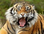 Амурский тигр появился в уезде Фанчжэн