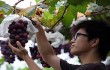 В Китае приступили к созданию винодельческой долины «Яньцин-Хуайлай»