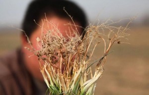 5 млн тонн зерновых недополучат фермеры провинции Ляонин из-за засухи