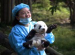 Лучшие зоопарки и заповедники Китая