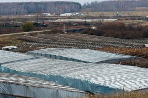Китайские огороды в России